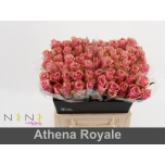 Roos 40cm Athena Royale