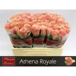 Roos 50cm Athena Royale