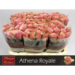 Roos 60cm Athena Royale