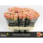 Roos 70cm Athena Royale