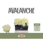 Roos 40cm Avalanche