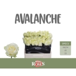 Roos 55cm Avalanche