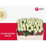 Roos 50cm Countdown