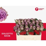 Roos 50cm Dolcetto