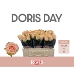 Roos 50cm Doris Day