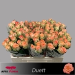 Roos 50cm Duett (Afri Flora)