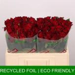 Roos 50cm Ever Red