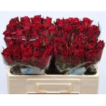 Roos 50cm Ever Red (Agri Flowers)