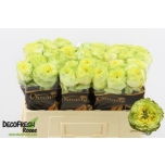 Roos 50cm Lemon Zeste