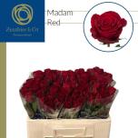 Roos 50cm Madam Red