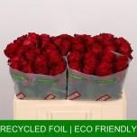 Roos 50cm Madam Red