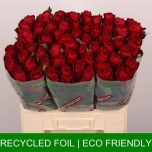 Roos 60cm Madam Red