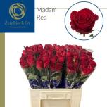 Roos 60cm Madam Red