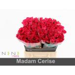 Roos 40cm Madam Cerise