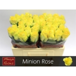 Roos 50cm Minion Rose