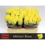 Roos 50cm Minion Rose