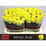 Roos 60cm Minion Rose