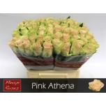 Roos 40cm Pink Athena