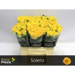 Roos 40cm Solero