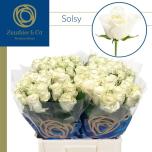 Roos 40cm Solsy