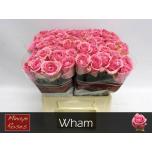 Roos 40cm Wham