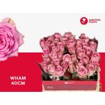 Roos 40cm Wham