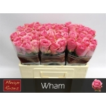 Roos 50cm Wham