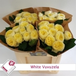 Roos 50cm White Vuvuzela