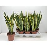 Sansevieria trif Havisaba Laurentii 14cm