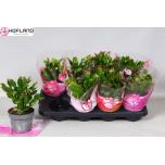 Schlumbergera Jõulukaktus 3 colours mix 13cm