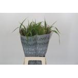 Siergrass 70-75cm mix (tk)