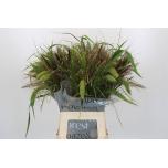 Siergrass mix 70-75cm (tk)