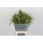 Siergrass mix 70-75cm (tk)