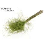 Dried Stypha penata Olive Green 60cm (pk)