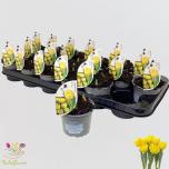 Tulipa Tulp double yellow baby 9cm