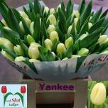 Tulp si Yankee