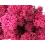 Stabiliseeritud Põdrasammal Reindeer Moss 1kg Dark Pink