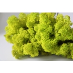 Stabiliseeritud Põdrasammal Reindeer Moss 500g Light Green