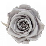 Stabiliseeritud Rose Standard W-Box 6 Silky grey