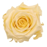 Stabiliseeritud Rose Standard W-Box 6 Soft yellow