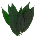 Stabiliseeritud Tropical Leaf 20/30 1 pakk