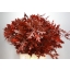 quercus pal. red.jpeg