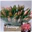 tulp flamingo paradise.jpeg