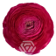 Ranunculus Hot Pink_1.png