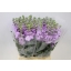 product/img.floraplaza.nl/102334-65-ASSORTI_fotos-MVA-Matthiola phantom lavender.JPG