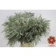 product/img.floraplaza.nl/117-60-ASSORTI_fotos-Magnet-Blad eucalyptus nicholii 65cm 400gr.JPG