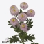 product/img.floraplaza.nl/125404_70-ART_Fotos-VBN-vbn125404.jpg