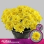 product/img.floraplaza.nl/127691-70-ASSORTI_fotos-MVA-Zentoo - chrys sp altaj yellow.jpg