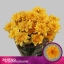 product/img.floraplaza.nl/129153-70-LIVE_fotos-0x5CFCE7FDA3D3A4D7F3623D0BC2EA3AE50033D497.jpg