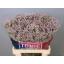 product/img.floraplaza.nl/18391-70-LIVE_fotos-0x7AEFE9D592B741F1A89B37E3416CE7F855F66540.jpg